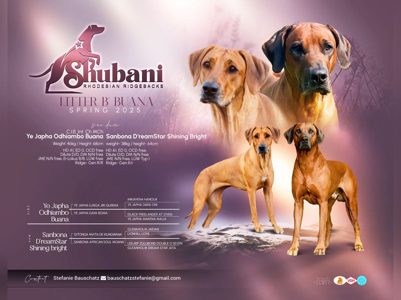 Shubani