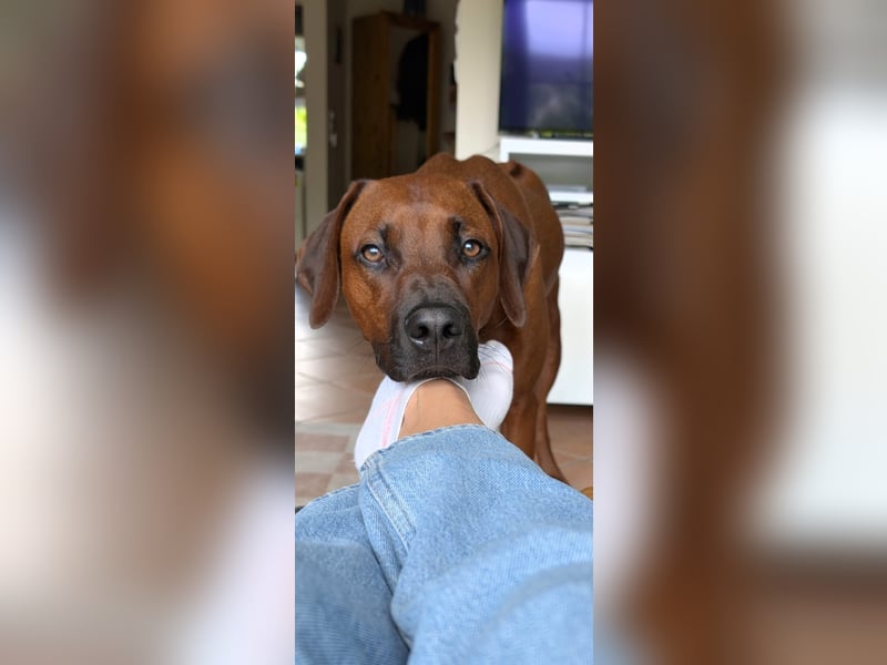 Rhodesian Ridgeback