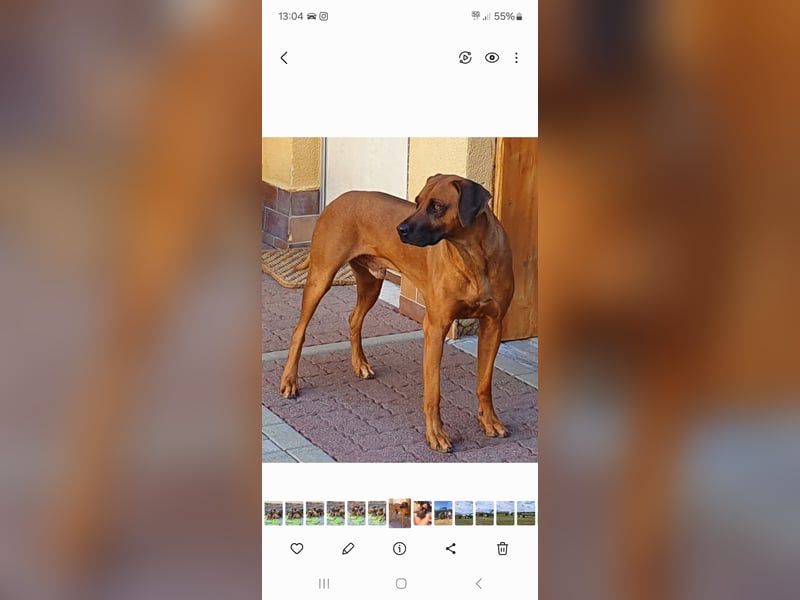 Rhodesian Ridgeback