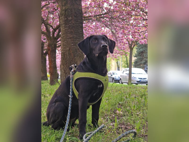 Labrador-Ridgeback Hündin
