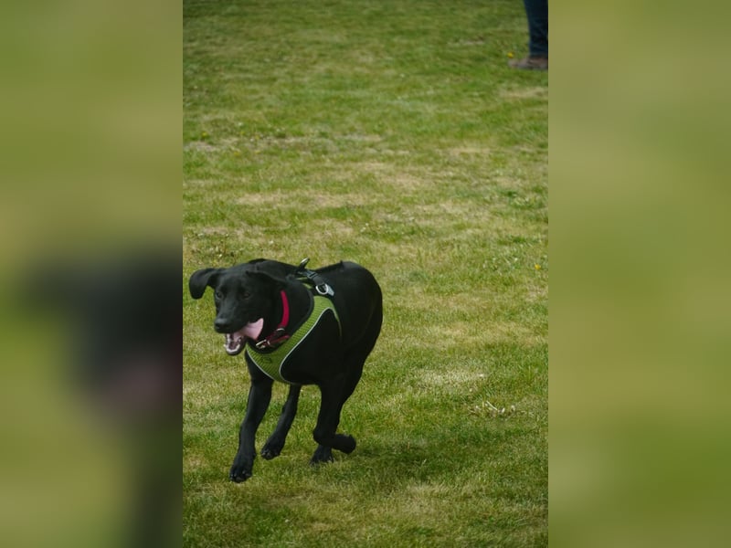 Labrador-Ridgeback Hündin