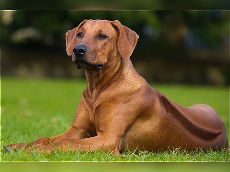 Wir suchen eine Rhodesien Ridgeback Hündin.