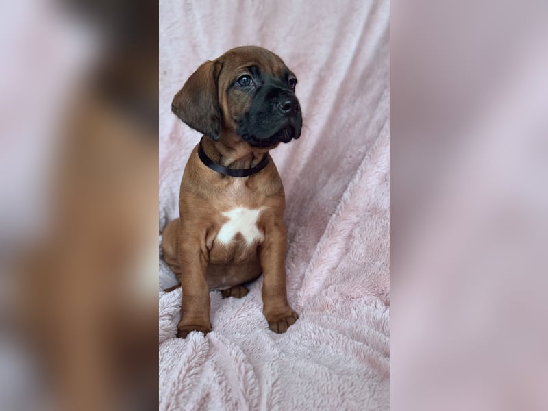 Rhodesian Ridgeback