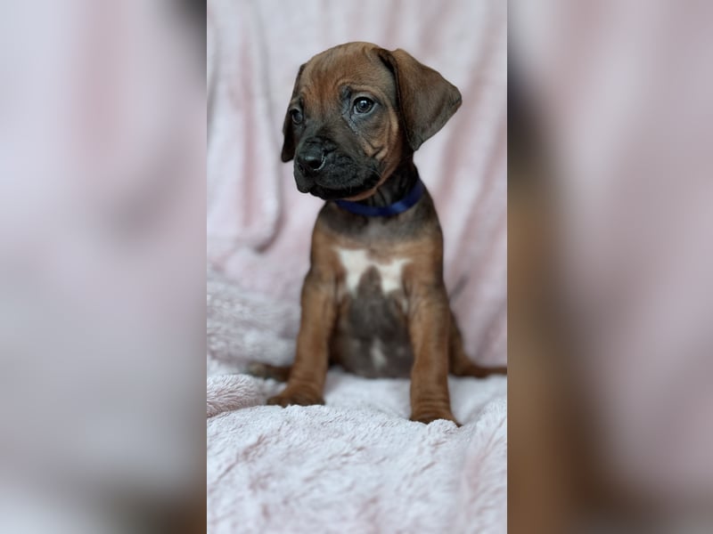 Rhodesian Ridgeback