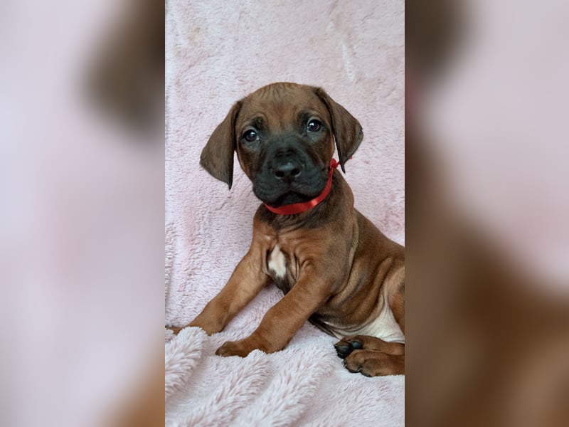 Rhodesian Ridgeback