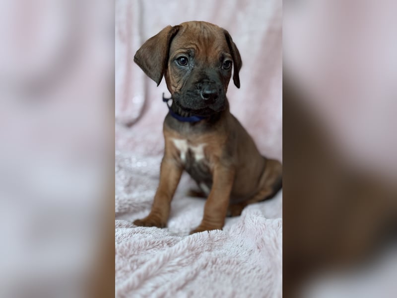 Rhodesian Ridgeback