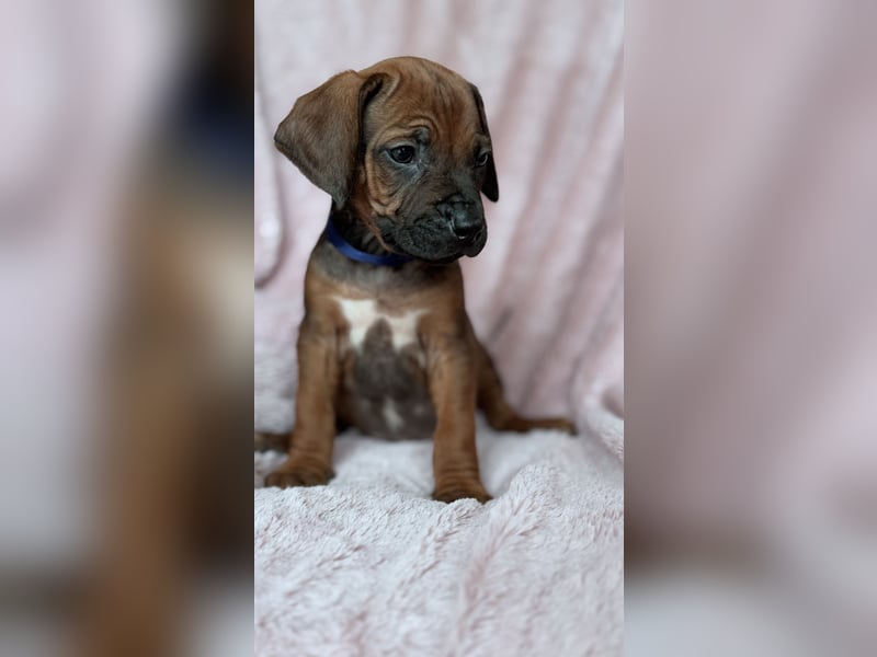 Rhodesian Ridgeback