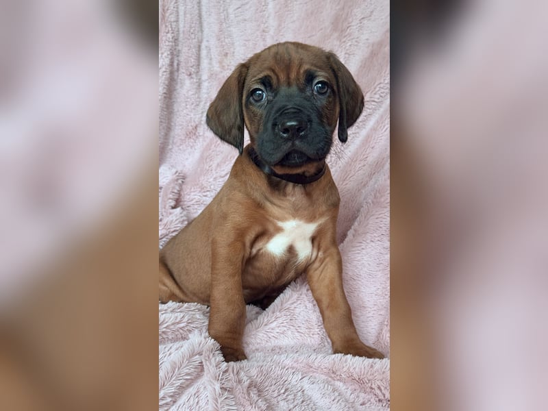 Rhodesian Ridgeback