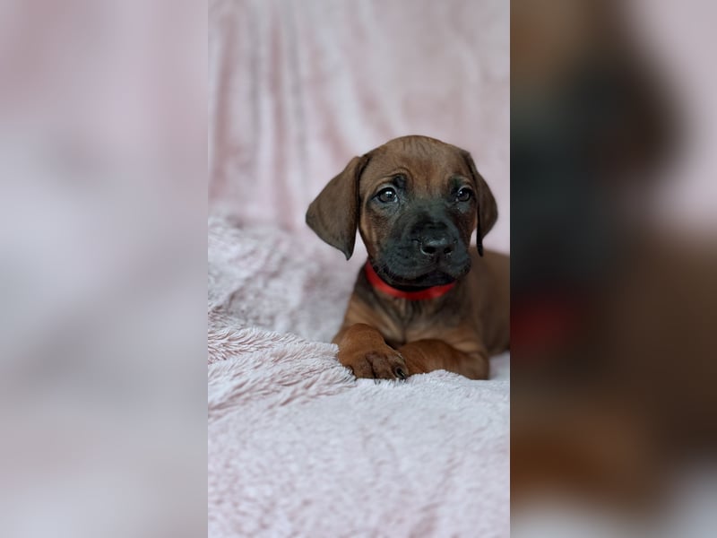 Rhodesian Ridgeback