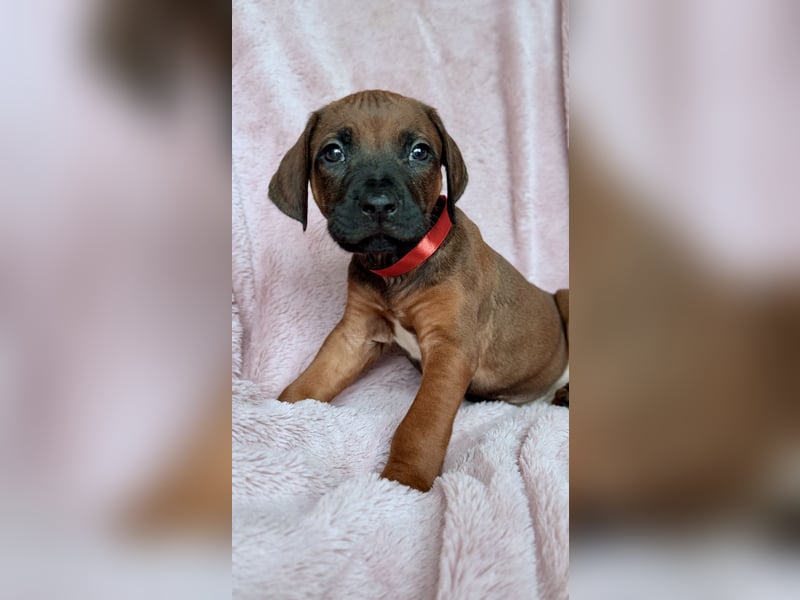 Rhodesian Ridgeback