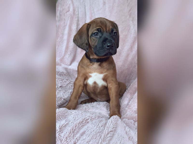 Rhodesian Ridgeback