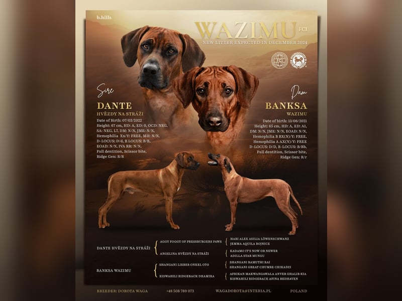 Rhodesian Ridgeback