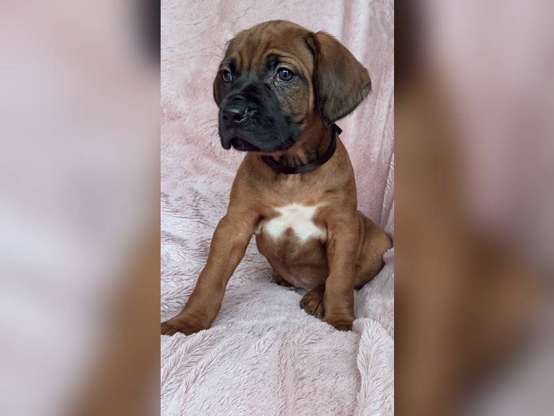 Rhodesian Ridgeback