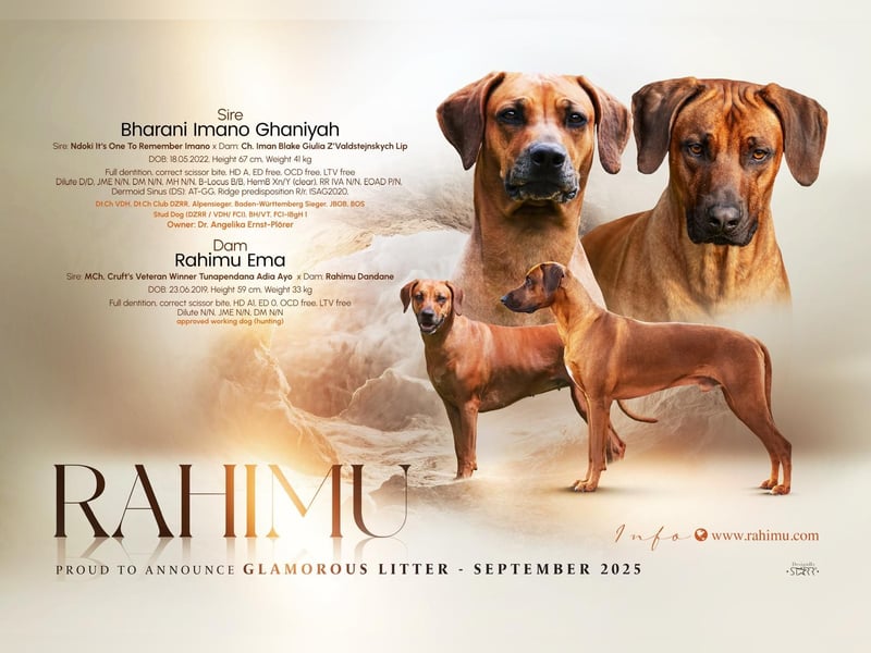 Rhodesian Ridgeback Welpen Abgabe ab November/2025 aus Leipzig