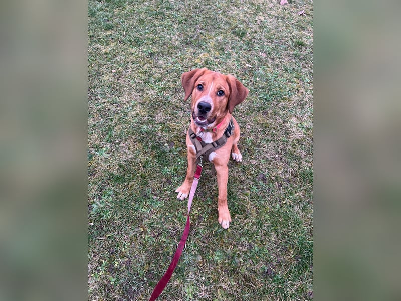 Lilo sucht ein neues zuhause