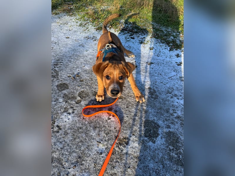 Lilo sucht ein neues zuhause