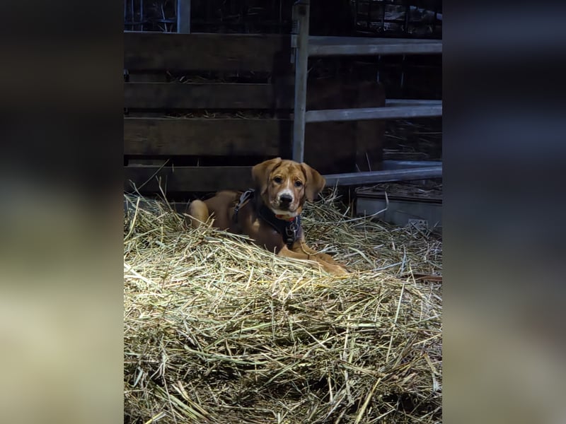 Lilo sucht ein neues zuhause