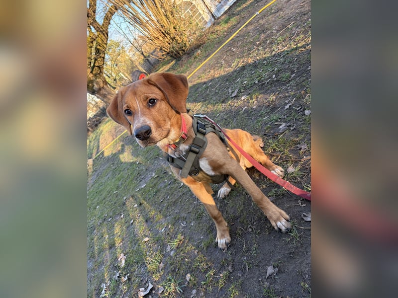 Lilo sucht ein neues zuhause