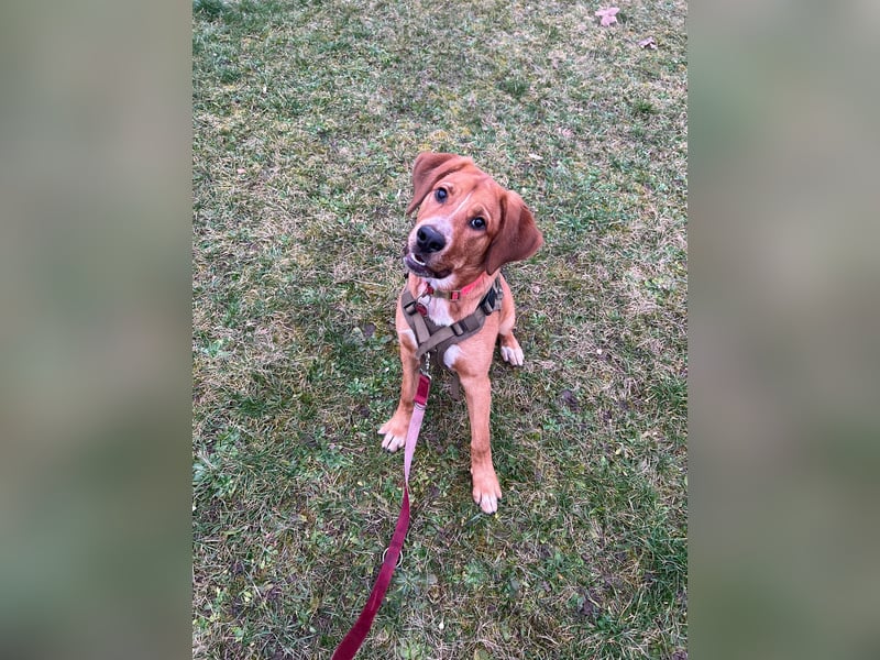 Lilo sucht ein neues zuhause