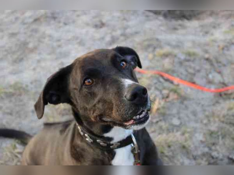 Bonny, Ridgeback-Border Collie-Mix,geb. 2018, freundlich und gut erzogen