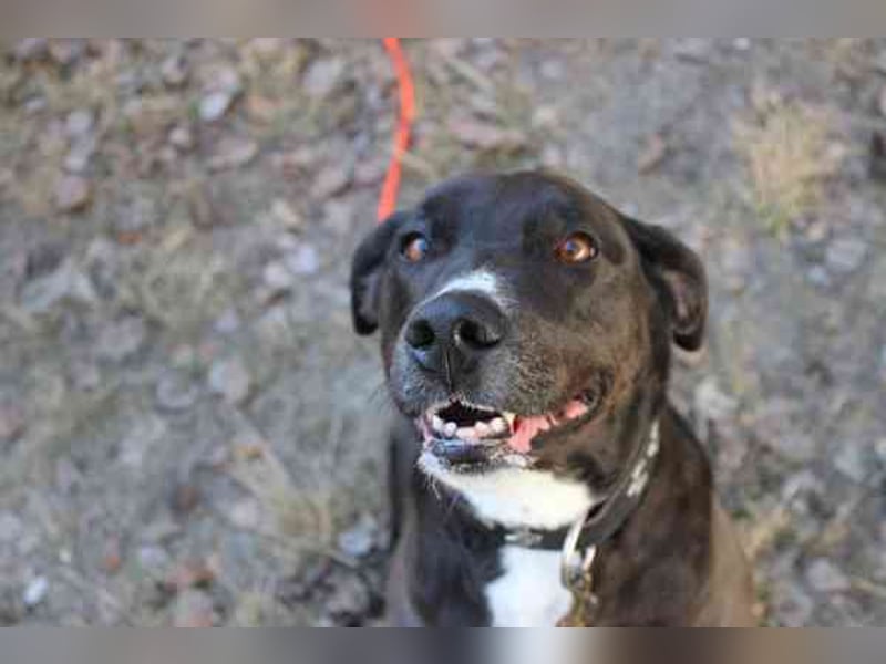Bonny, Ridgeback-Border Collie-Mix,geb. 2018, freundlich und gut erzogen