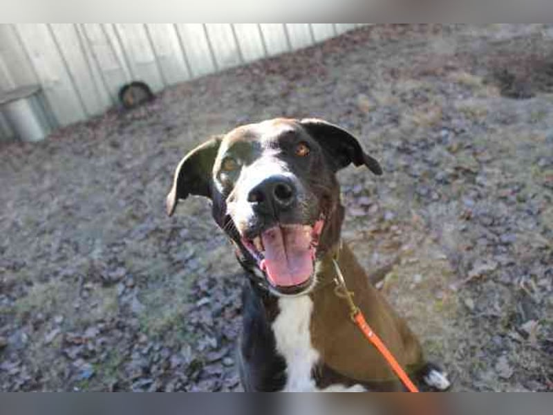 Bonny, Ridgeback-Border Collie-Mix,geb. 2018, freundlich und gut erzogen