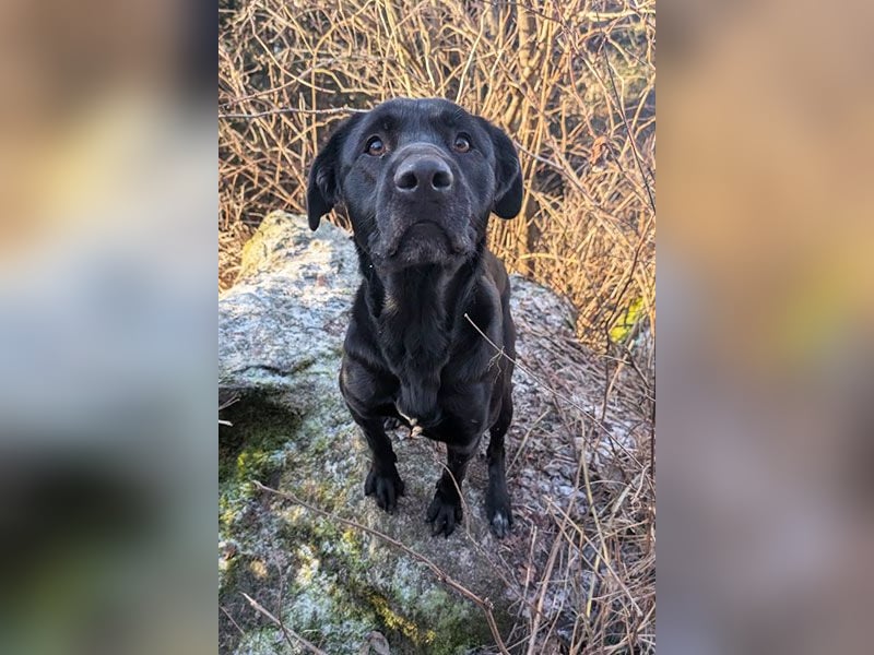 Aris sucht ein Zuhause