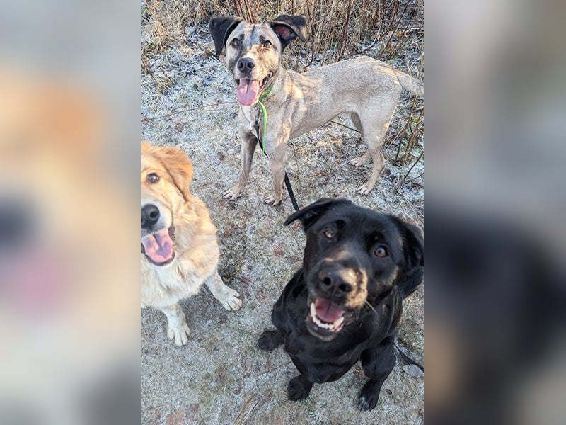 Aris sucht ein Zuhause