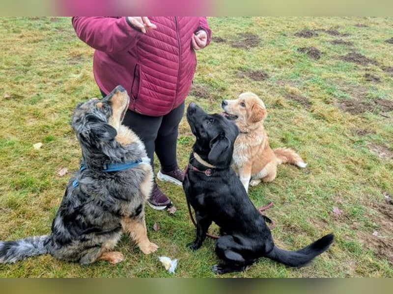 Aris sucht ein Zuhause