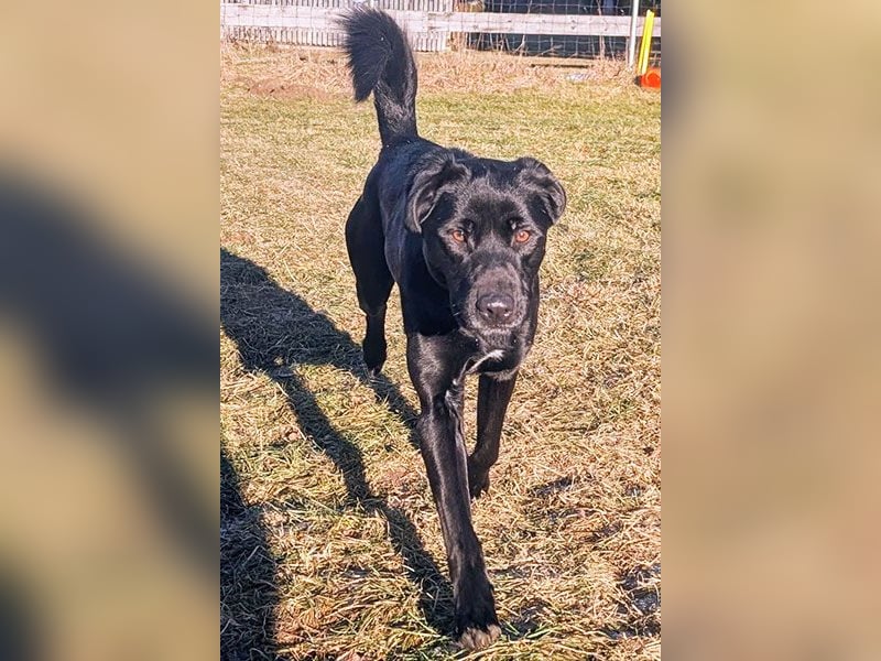 Aris sucht ein Zuhause