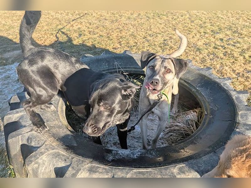 Aris sucht ein Zuhause