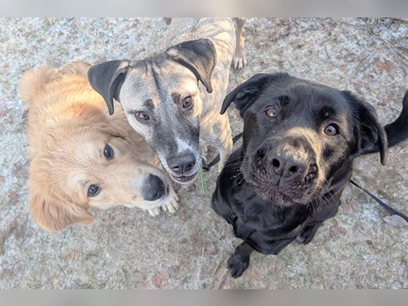 Aris sucht ein Zuhause