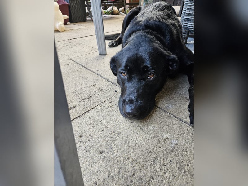 Aris sucht ein Zuhause