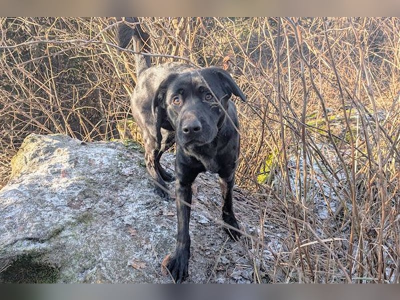 Aris sucht ein Zuhause