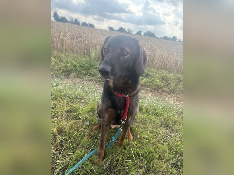 ❤️ Liebevolles Zuhause für besonderen Schäferhund-Ridgeback-Mix gesucht ❤️