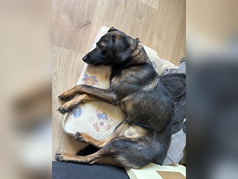 ❤️ Liebevolles Zuhause für besonderen Schäferhund-Ridgeback-Mix gesucht ❤️