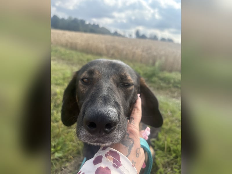 ❤️ Liebevolles Zuhause für besonderen Schäferhund-Ridgeback-Mix gesucht ❤️
