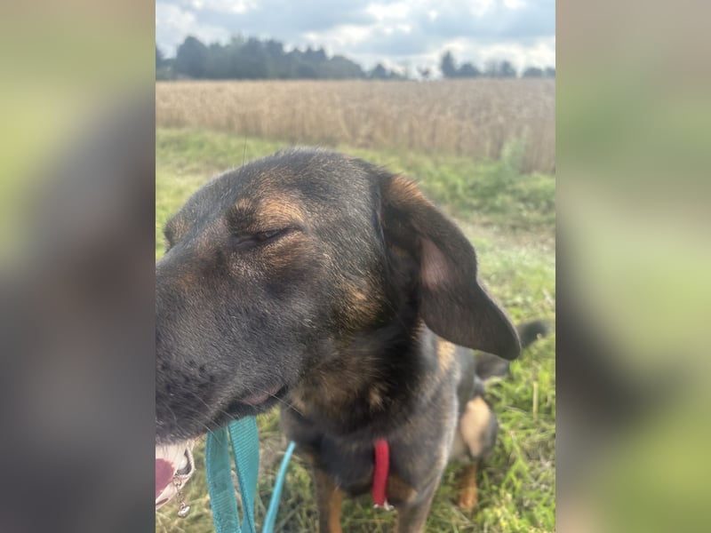 ❤️ Liebevolles Zuhause für besonderen Schäferhund-Ridgeback-Mix gesucht ❤️