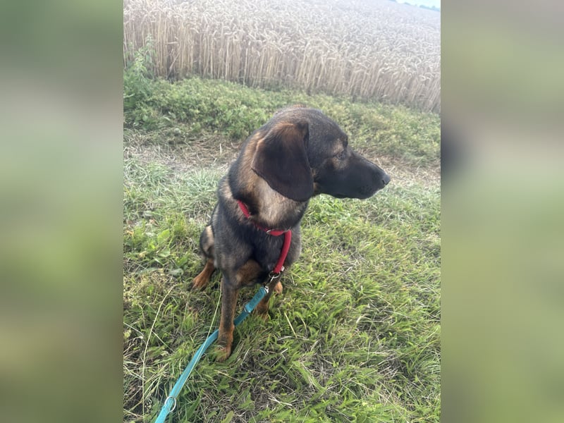 ❤️ Liebevolles Zuhause für besonderen Schäferhund-Ridgeback-Mix gesucht ❤️