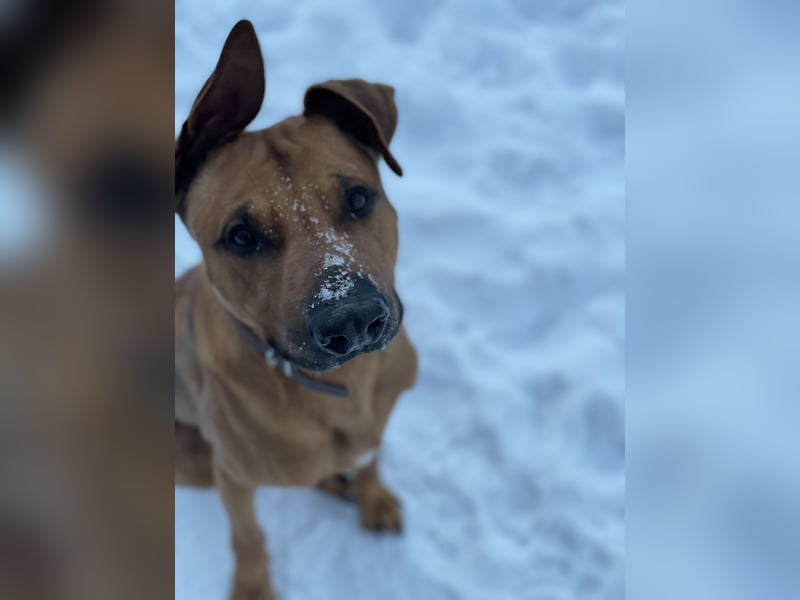 Rhodesien Ridgeback / Schäferhund Mischling