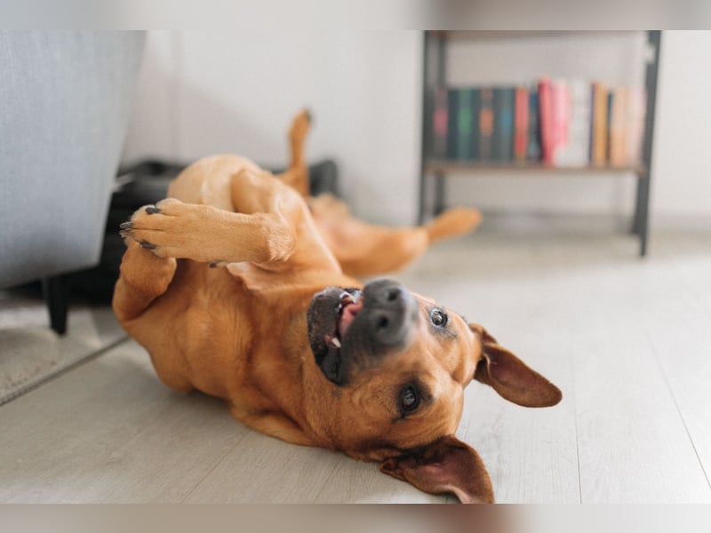 Rhodesien Ridgeback / Schäferhund Mischling