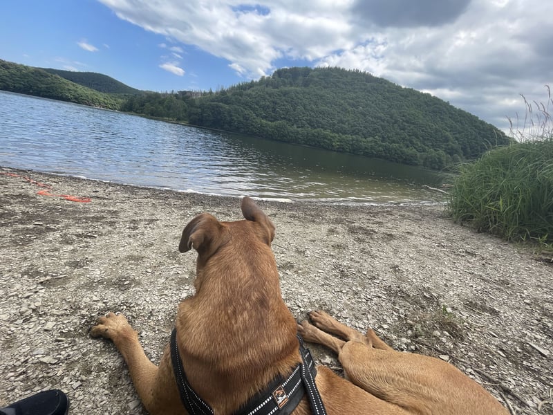 Rhodesien Ridgeback / Schäferhund Mischling