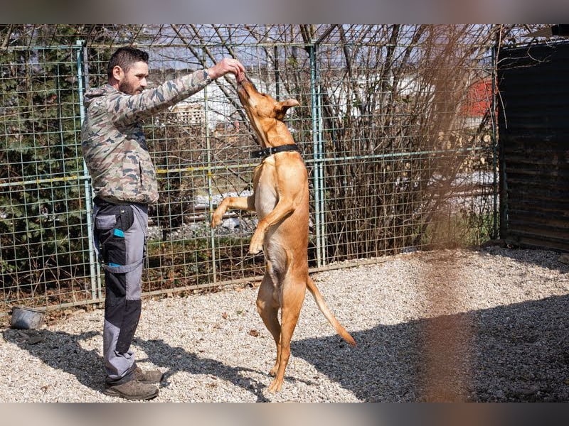 NOUGAT - sportliche Familie gesucht, ich möchte lernen und spielen!