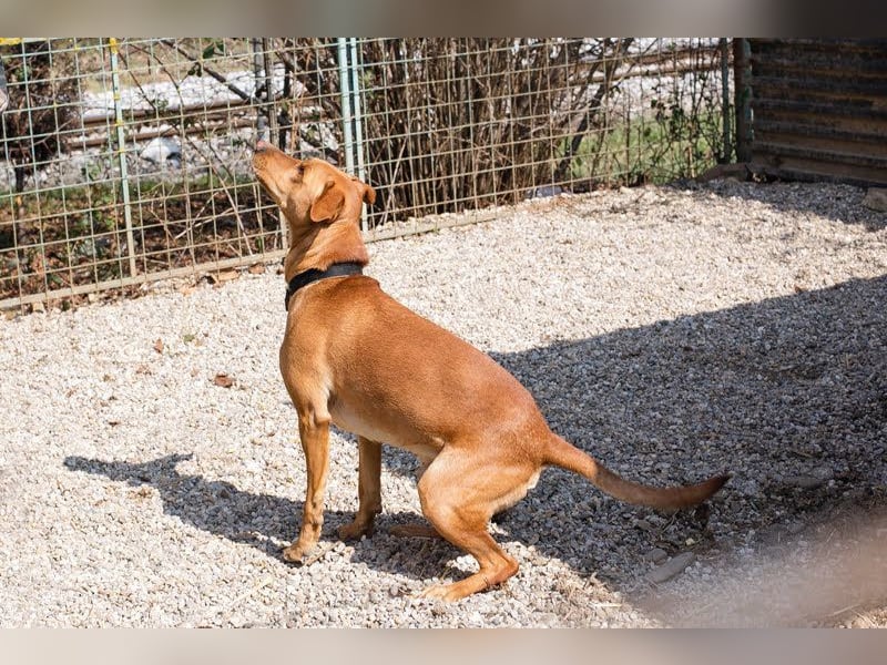 NOUGAT - sportliche Familie gesucht, ich möchte lernen und spielen!