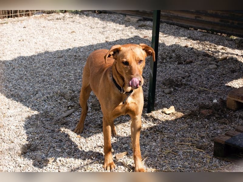 NOUGAT - sportliche Familie gesucht, ich möchte lernen und spielen!