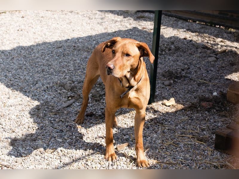 NOUGAT - sportliche Familie gesucht, ich möchte lernen und spielen!