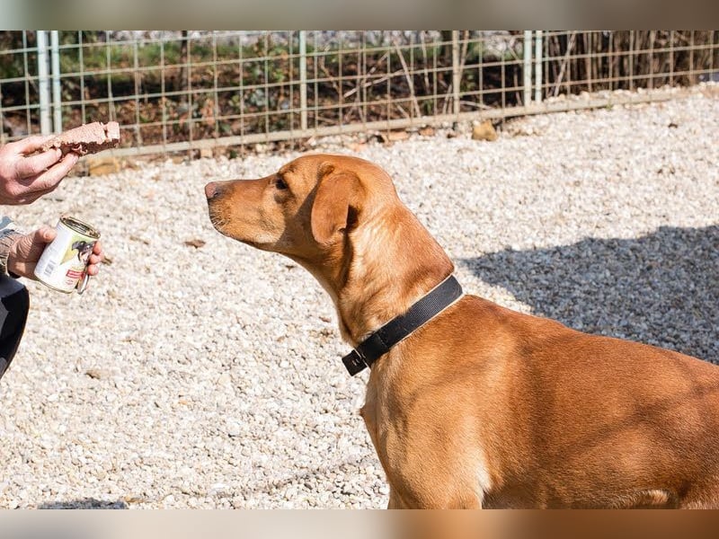 NOUGAT - sportliche Familie gesucht, ich möchte lernen und spielen!