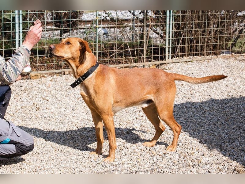NOUGAT - sportliche Familie gesucht, ich möchte lernen und spielen!