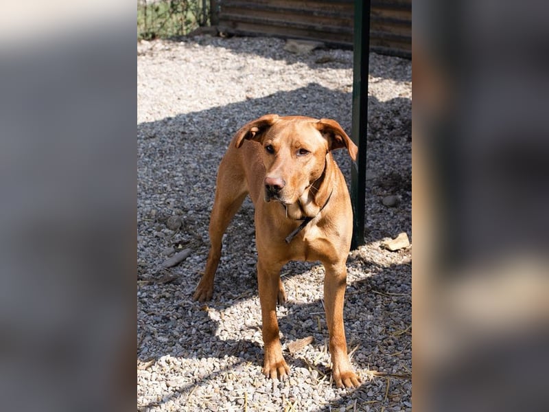 NOUGAT - sportliche Familie gesucht, ich möchte lernen und spielen!