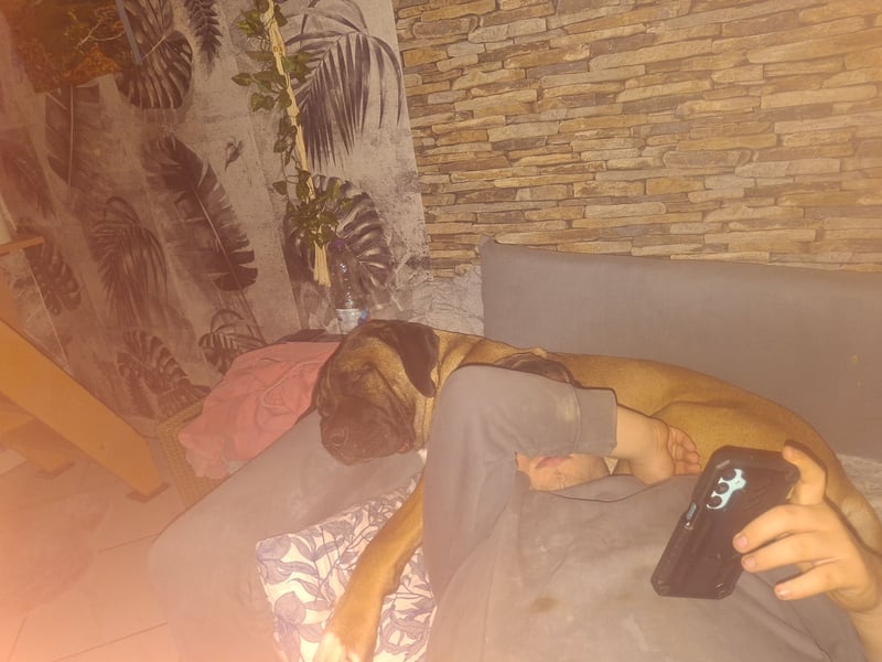 Rhodesian Ridgeback/ Cane Corso Mix